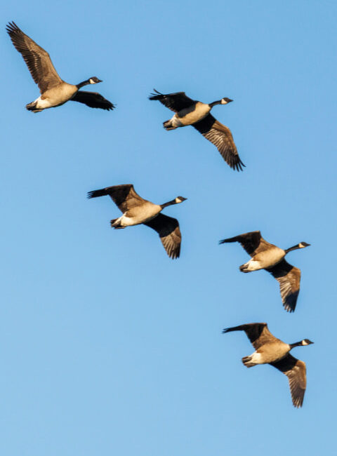 Vogels spotten Terschelling