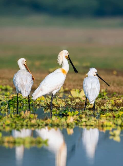 Vogels spotten op Terschelling
